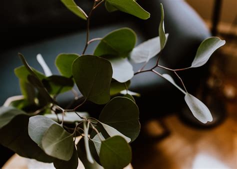 陽台爬藤植物|打造陽台花園的秘訣：適合陽台種植的植物指南 